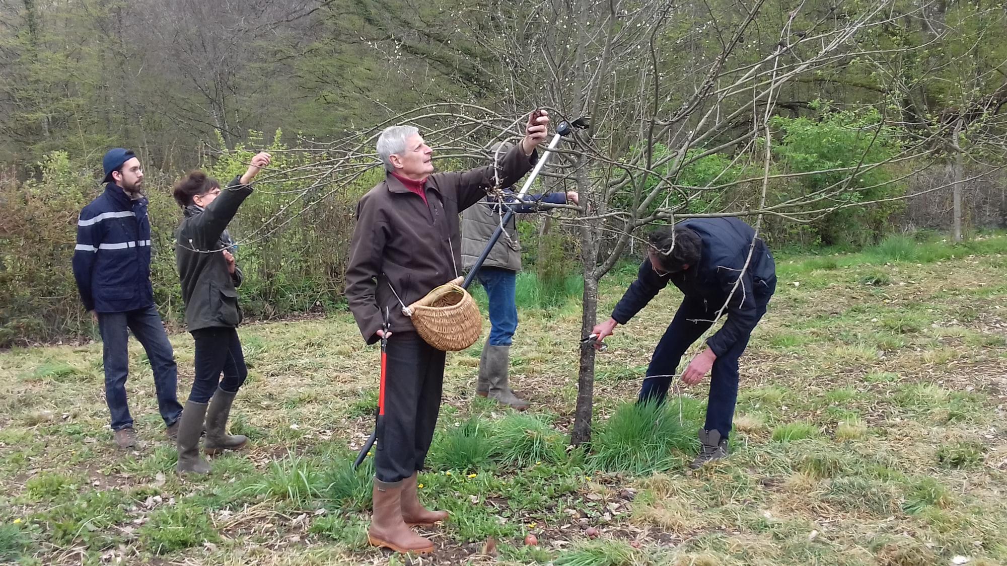 Taille arbre fruitier